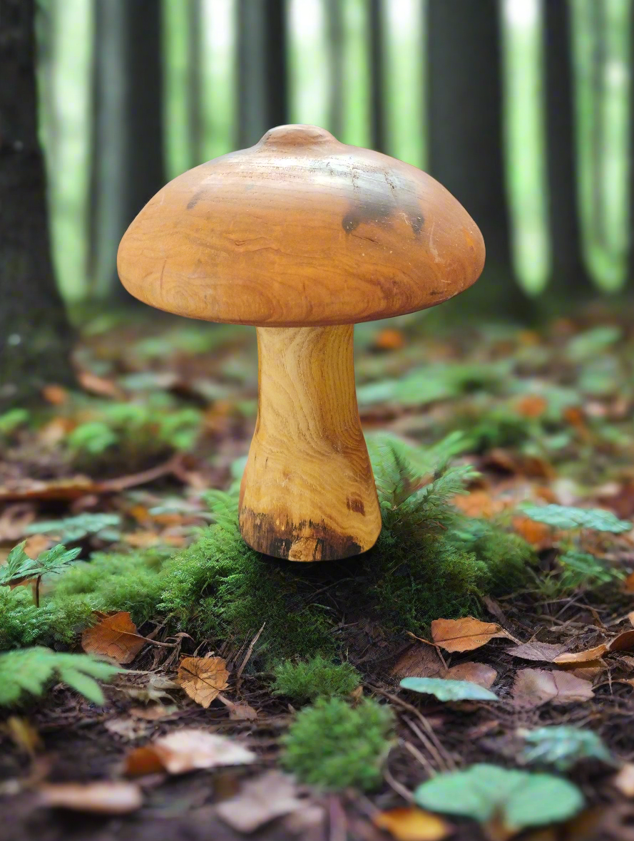 Wood mushroom med