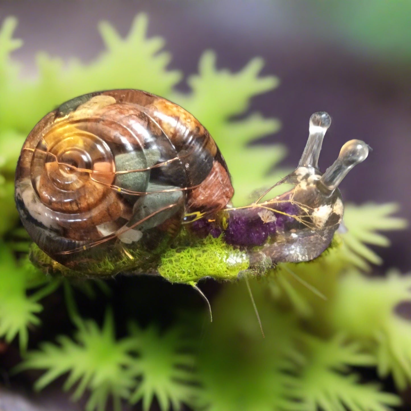 Snail with rocks and flowers light up