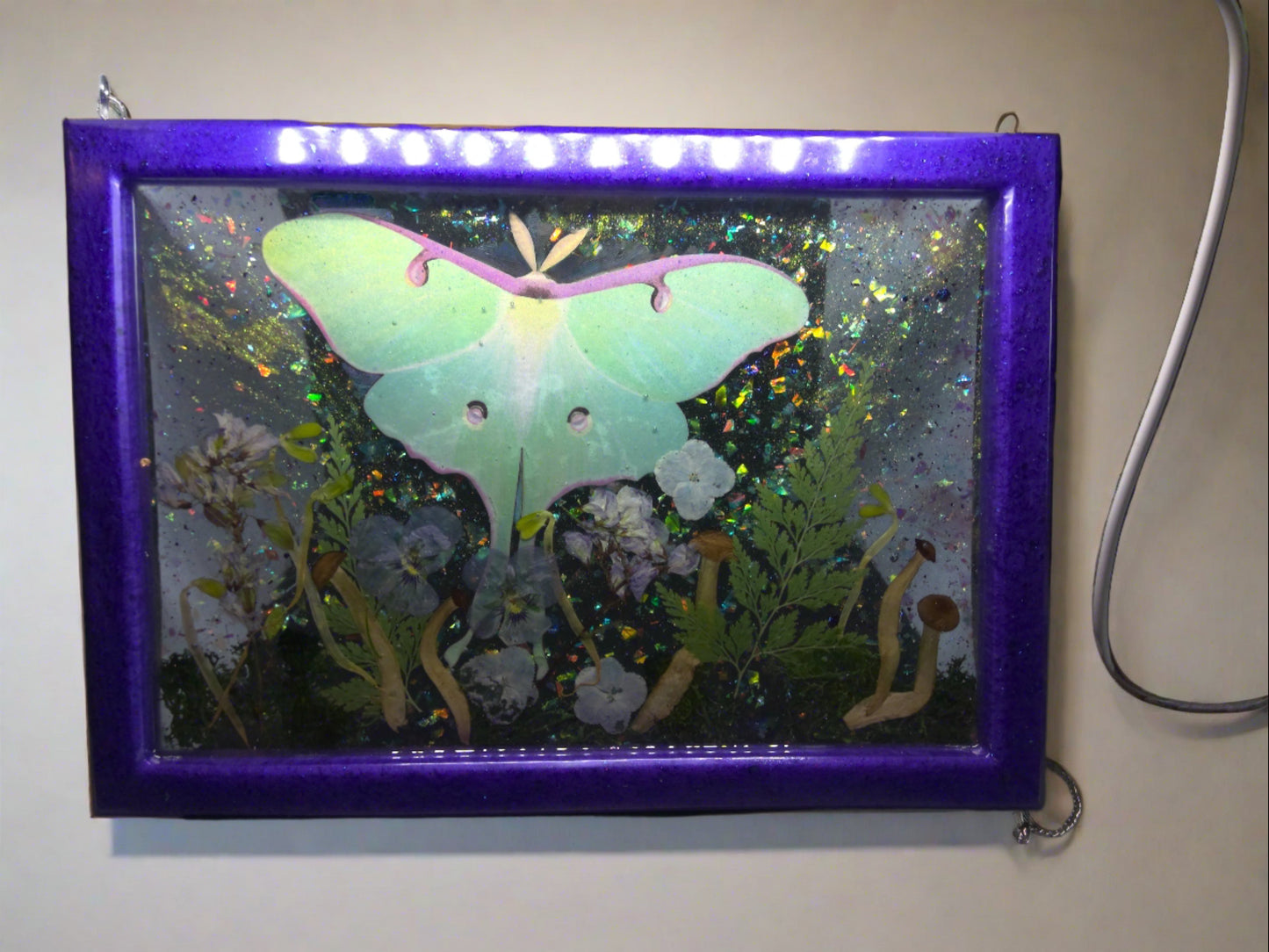 lunar moth picture