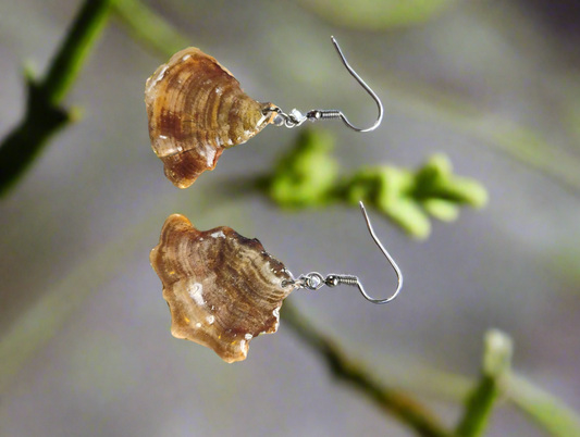 False turkey tail mushy