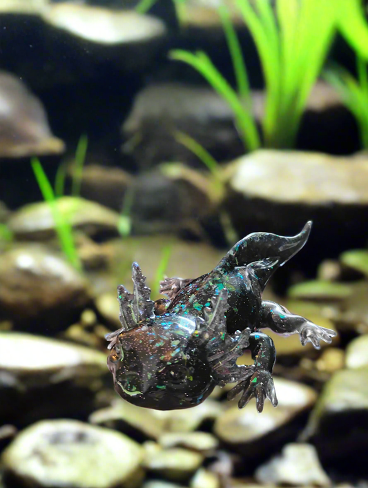 Axolotl black